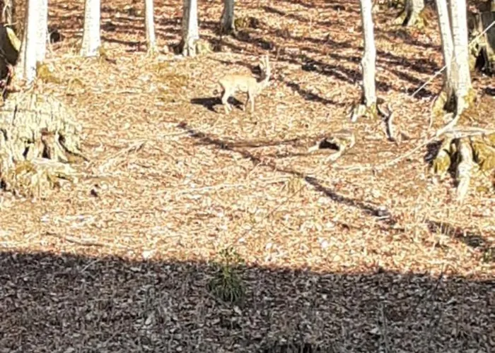 Casa Tipica Montanara *